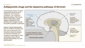 Schizophrenia - Neurobiology and Aetiology - slide 31
